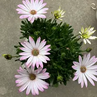 ディモルフォセカとは｜育て方がわかる植物図鑑｜みんなの趣味の園芸（NHK出版）