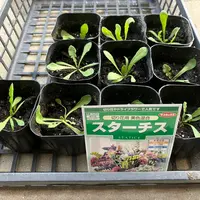 スターチスとは｜育て方がわかる植物図鑑｜みんなの趣味の園芸