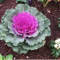 グローイングエンバース（センペルビウム）｜園芸日記byアバンギャル