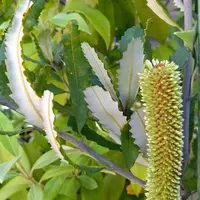 バンクシアの写真|植物図鑑|みんなの趣味の園芸 バンクシアの写真|植物図鑑|みんなの趣味の園芸