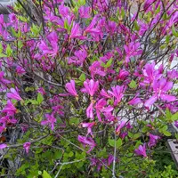 イワツツジの写真｜植物図鑑｜みんなの趣味の園芸