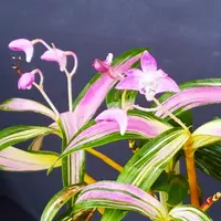 デンドロビウム・キンギアナム系の写真〔4ページ目〕｜植物図鑑