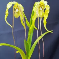 フラグミペディウムの種類（原種、品種）｜植物図鑑｜みんなの趣味の