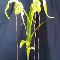 フラグミペディウムの種類（原種、品種）｜植物図鑑｜みんなの趣味の