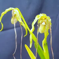 フラグミペディウムの種類（原種、品種）｜植物図鑑｜みんなの趣味の