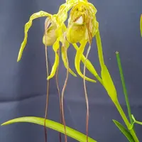 フラグミペディウムの種類（原種、品種）｜植物図鑑｜みんなの趣味の