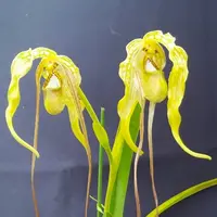 フラグミペディウムとは｜育て方がわかる植物図鑑｜みんなの趣味の園芸