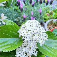 ハクサンボクの種類（原種、品種）｜植物図鑑｜みんなの趣味の園芸