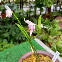 トキソウとは｜育て方がわかる植物図鑑｜みんなの趣味の園芸（NHK出版）
