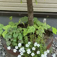アレナリアの写真｜植物図鑑｜みんなの趣味の園芸