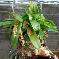 エランギスの写真|植物図鑑|みんなの趣味の園芸 エランギスの写真|植物図鑑|みんなの趣味の園芸