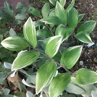 アマドコロとは｜育て方がわかる植物図鑑｜みんなの趣味の園芸（NHK出版）