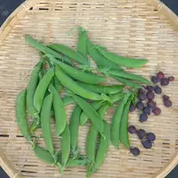 ジューンベリーの種類（原種、品種）｜植物図鑑｜みんなの趣味の