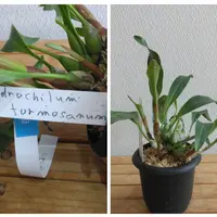 デンドロキラムの育て方・栽培方法｜植物図鑑｜みんなの趣味の園芸