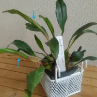 デンドロキラムの育て方・栽培方法｜植物図鑑｜みんなの趣味の園芸