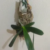 ナゴランとは｜育て方がわかる植物図鑑｜みんなの趣味の園芸