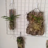 フウランの写真｜植物図鑑｜みんなの趣味の園芸