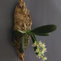 ナゴランとは｜育て方がわかる植物図鑑｜みんなの趣味の園芸（NHK出版）