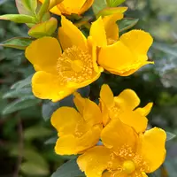 キンシバイとは｜育て方がわかる植物図鑑｜みんなの趣味の園芸