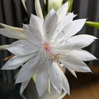 ●日本正規品● 月下美人の写真｜植物図鑑｜みんなの趣味の園芸 その他