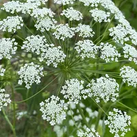 ホワイトレースフラワーとは｜育て方がわかる植物図鑑｜みんなの
