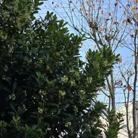 イチゴノキとは|育て方がわかる植物図鑑|みんなの趣味の園芸 イチゴノキとは|育て方がわかる植物図鑑|みんなの趣味の園芸