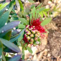 ブラシノキとは|育て方がわかる植物図鑑|みんなの趣味の園芸 ブラシノキとは|育て方がわかる植物図鑑|みんなの趣味の園芸