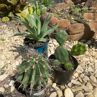 アガベ姫乱雪の基本情報・育て方｜多肉植物・サボテン図鑑