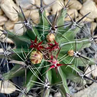 フェロカクタス赤刺金冠竜の基本情報・育て方｜多肉植物・サボテン図鑑