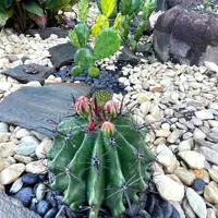 フェロカクタス'黄金冠'の基本情報・育て方｜多肉植物・サボテン図鑑