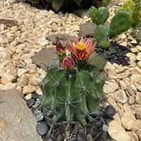 フェロカクタス'黄金冠'の基本情報・育て方｜多肉植物・サボテン図鑑
