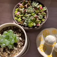 セダムの育て方・栽培方法｜植物図鑑｜みんなの趣味の園芸（NHK出版）