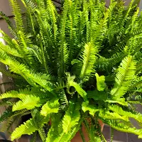 ネフロレピス(タマシダの仲間)とは|育て方がわかる植物図鑑 ネフロレピス(タマシダの仲間)とは|育て方がわかる植物図鑑