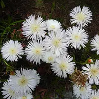 松 葉 菊（ま つ ば ぎ く） | Gunzy さんち（家）の花畑