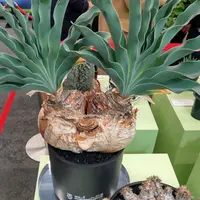 ブーファン・ディスティカの基本情報・育て方|多肉植物 ブーファン・ディスティカの基本情報・育て方|多肉植物