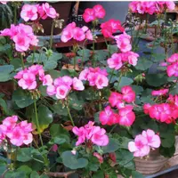 今花がないので 参考にしておきますゼラニウム3種 ゼラニウム（ゼラニューム）とは｜育て方がわかる植物図鑑｜みんなの