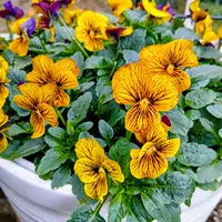 大木ナーサリーさんのヒデコートF1です。｜園芸日記by有島 薫