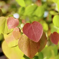 マルバノキの種類（原種、品種）｜植物図鑑｜みんなの趣味の園芸