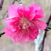 ハナモモとは｜育て方がわかる植物図鑑｜みんなの趣味の園芸（NHK出版）