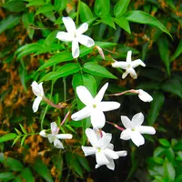 ハゴロモジャスミンとは｜育て方がわかる植物図鑑｜みんなの趣味の園芸