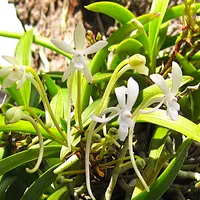 フウランの写真｜植物図鑑｜みんなの趣味の園芸