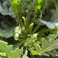 スターチスとは｜育て方がわかる植物図鑑｜みんなの趣味の園芸