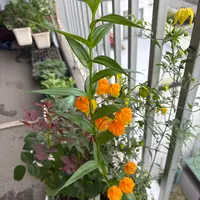 サンダーソニアの種類（原種、品種）｜植物図鑑｜みんなの趣味の園芸