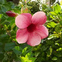 アラマンダとは｜育て方がわかる植物図鑑｜みんなの趣味の園芸（NHK出版）