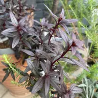キンギョソウの写真〔6ページ目〕｜植物図鑑｜みんなの趣味の園芸