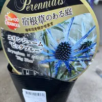 エリンジウム（エリンジューム）とは｜育て方がわかる植物図鑑