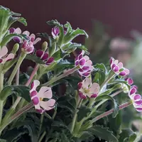 ザルジアンスキアの種類（原種、品種）｜植物図鑑｜みんなの趣味の園芸