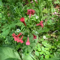 クリンソウの写真｜植物図鑑｜みんなの趣味の園芸