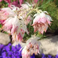 セルリアの写真｜植物図鑑｜みんなの趣味の園芸