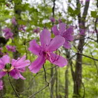 ミツバツツジの育て方・栽培方法｜植物図鑑｜みんなの趣味の園芸